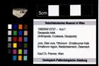 Foto (Objekt + Etikett) von Decapoda indet.  (NHMW-GEO-1990-0041-2707)